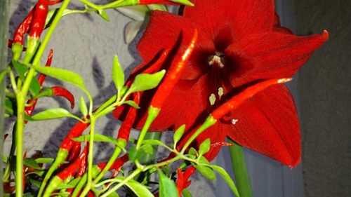 Close-up of red flowers