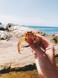 Close-up of hand holding crab on beach