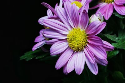 Close-up of pink flowers blooming against black background