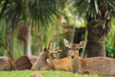 Deer in a field