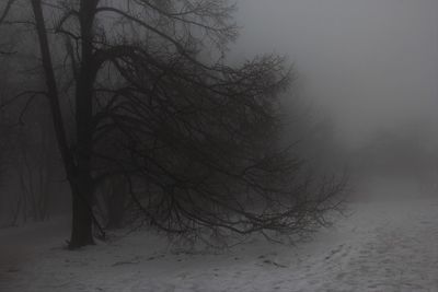 Bare trees on landscape