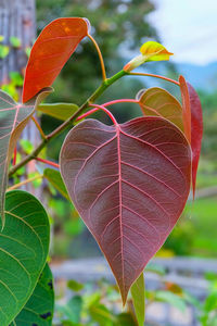 Close-up of leaves against blurred background