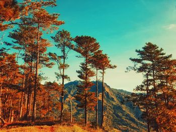 Autumn trees on mountain against sky