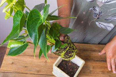 A woman transplants an anthurium flower into a square flower pot. floriculture, close-up.