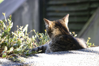 Cat resting