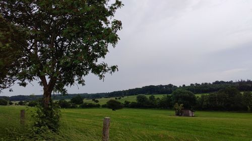 Scenic view of agricultural field against sky