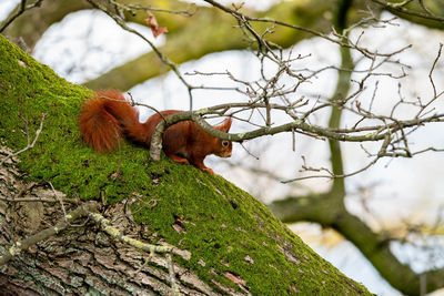 Close-up of squirrel on tree