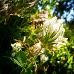 Close-up of bee on flower