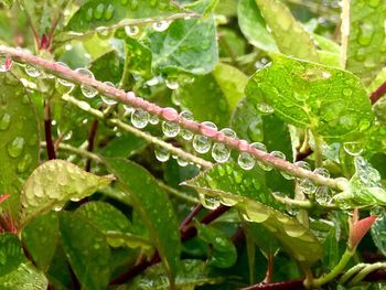 Close-up of water drops on leaves