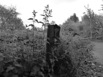 Trees growing on landscape