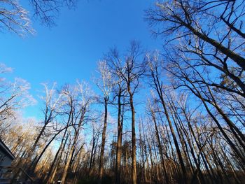 Low angle view of bare trees against blue sky