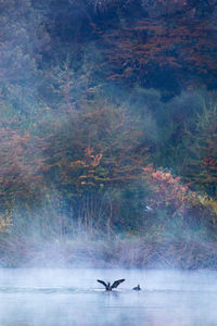View of birds swimming in the forest