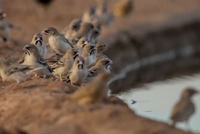 Flock of birds on the beach