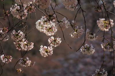 Close-up of flowers on tree