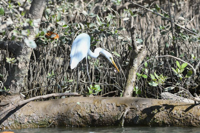 Bird in a lake