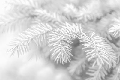 Close-up of pine tree