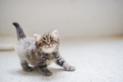 Close-up portrait of kitten