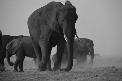 Standing elephant 