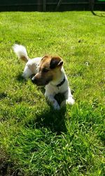 Dog on grassy field