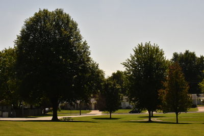 Trees against clear sky