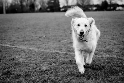 Portrait of dog running on grassy field