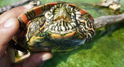 Close-up of hand holding a turtle