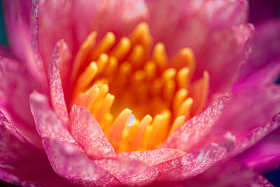 Close-up of pink rose flower