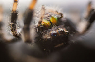 Close-up of spider