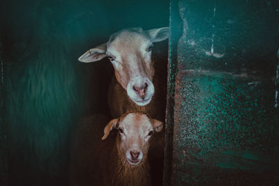 Portrait of domestic animals standing