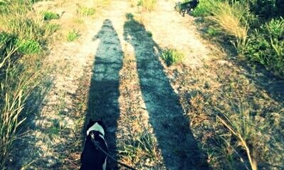 Shadow of people on grassy field