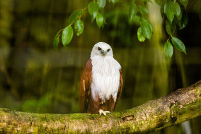 Bird perching on a tree