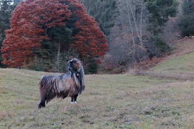 Full length of a horse on field