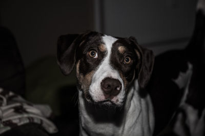 Close-up portrait of dog