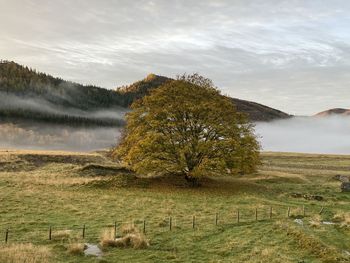 Tree on field against sky