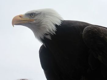 Close-up of eagle against clear sky
