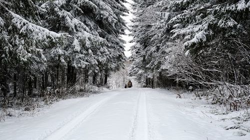 Snow covered road amidst trees in forest
