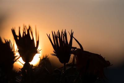 Close-up of silhouette plants against sky during sunset