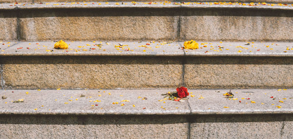 High angle view of yellow flower on footpath