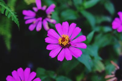 Close-up of insect on pink flower