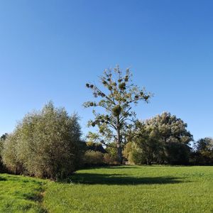 Scenic view of grassy field against clear sky