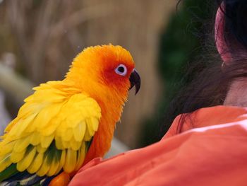 Close up of a sun parakeet sitting on a human shoulder