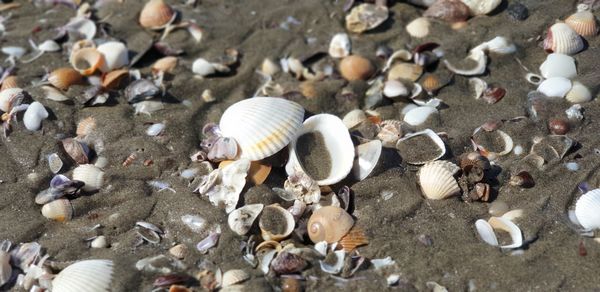 High angle view of seashells on beach