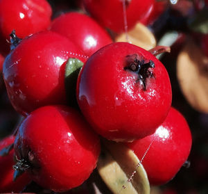 Close-up of red tomatoes