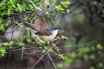 Close-up of bird perching on branch