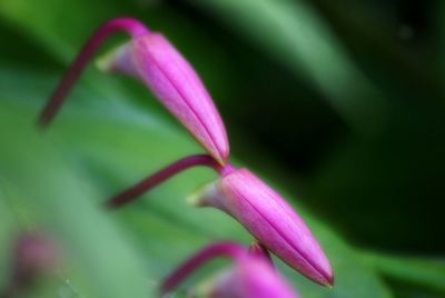 Close-up of pink flowers