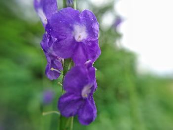 Close-up of purple flowering plant