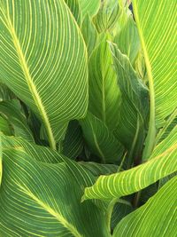 Full frame shot of leaves