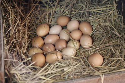 High angle view of eggs in nest