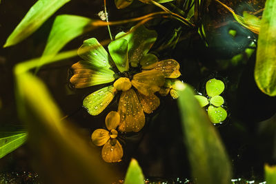 Close-up of flowering plant