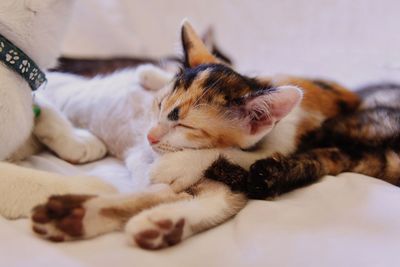 Cat sleeping on bed